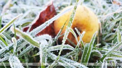 Ночные заморозки до -4°С ожидаются в Беларуси на этой неделе - belta.by - Белоруссия