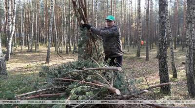 Акция "Чистый лес" собрала в Минской области более 8 тыс. участников - belta.by - Белоруссия - Минск - Минская обл.