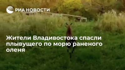 Жители Владивостока спасли плывущего по морю раненого оленя, его привезли в центр "Тигр" - ria.ru - Приморье край - Владивосток