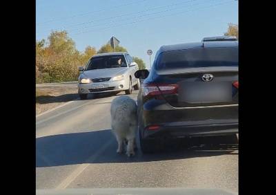 В Рязанской области женщина выгуливала собаку на трассе, не выходя из машины - ya62.ru - Рязанская обл.