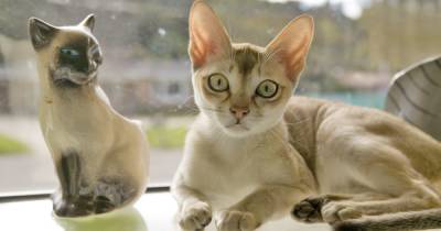Вечный котенок. Названа самая маленькая порода кошек в мире - focus.ua - США - Украина - Сингапур