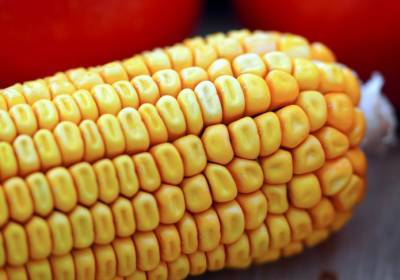 Прогноз: Рост цен на удобрения переключит фермеров с кукурузы на сою - agroportal.ua - Китай - США - Украина