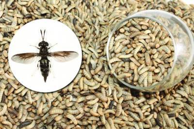 Дания заменит 10% импорта сои насекомыми - agroportal.ua - Украина - Дания