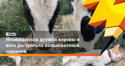 Неожиданная дружба коровы и кота растрогала пользователей соцсетей - ridus.ru - США - шт. Индиана