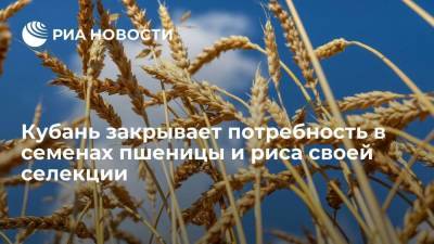 Владимир Путин - Вениамин Кондратьев - Кубань на сто процентов закрывает потребность в семенах пшеницы и риса своей селекции - smartmoney.one - Россия - Краснодарский край