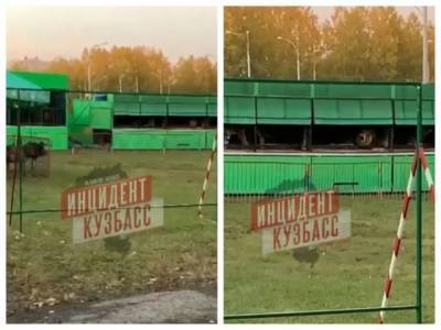 «Животные страдают»: кемеровчане пожаловались на передвижной зоопарк на бульваре Строителей - gazeta.a42.ru