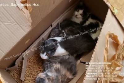 Три заклеенные коробки с кошками нашли в лесу под Новосибирском - novos.mk.ru - Новосибирск