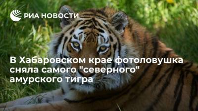 Сергей Арамилев - На побережье бухты Врангеля фотоловушка зафиксировала самого "северного" амурского тигра - ria.ru - Хабаровский край - Хабаровск