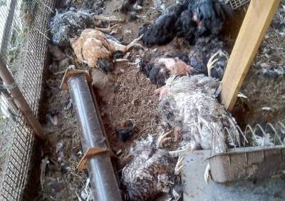 Жители Дягилева сообщили о неизвестном животном, убивающем домашних птиц - ya62.ru