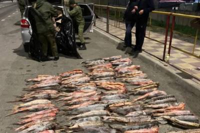 Пограничники в Дагестане изъяли у автомобилистов 400 кг русского осетра - etokavkaz.ru - Махачкала - респ. Дагестан - Астрахань