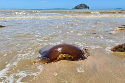 Загадочное коричневое существо нашли на побережье океана - lenta.ru - Australia - штат Квинсленд