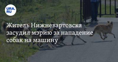 Житель Нижневартовска засудил мэрию за нападение собак на машину - ura.news - Нижневартовск