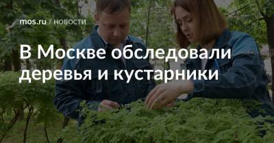 В Москве обследовали деревья и кустарники - mos.ru - Москва