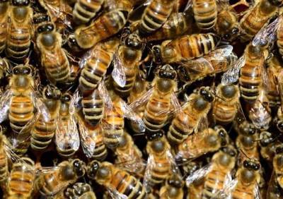 Рязанскую компанию оштрафовали на два миллиона за массовую гибель пчел - ya62.ru - Рязань - район Рязанский