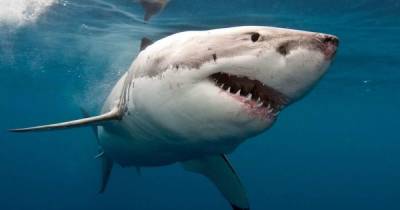Житель Австралии снял акустический "жучок" с белой акулы и поднимал тревогу на пляже - focus.ua - Украина - Австралия - штат Западная