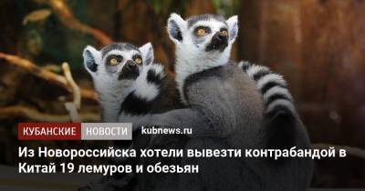 Из Новороссийска хотели вывезти контрабандой в Китай 19 лемуров и обезьян - kubnews.ru - Россия - Китай - Краснодарский край - Приморье край - Новороссийск