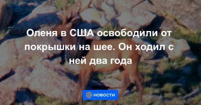 Оленя в США освободили от покрышки на шее. Он ходил с ней два года - news.mail.ru - США