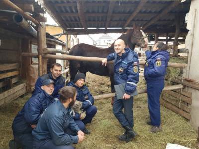 В Воронеже с помощью подъемного крана спасали попавшего в беду коня - gorcom36.ru - Воронеж