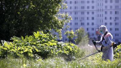 Сергей Воскресенский - Штрафы за неубранный борщевик в Подмосковье превысили 380 млн рублей - iz.ru - Израиль - Московская обл.