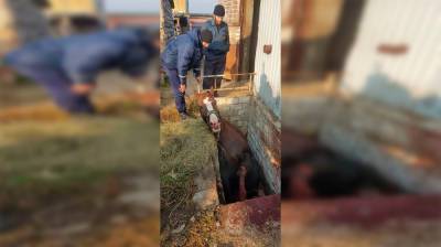 В Воронеже с помощью подъёмного крана спасли коня: появилось видео - vestivrn.ru - Воронеж