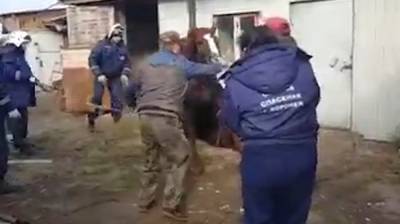 В Воронеже рассказали о спасении упавшего в яму 400-килограммового коня - vestivrn.ru - Воронеж
