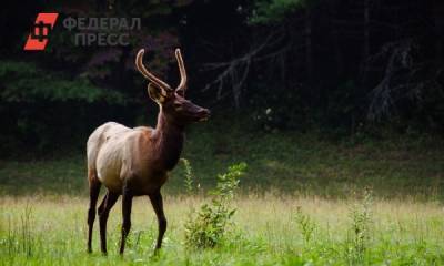 Антон Фетисов - В хабаровском заповеднике подсчитали ущерб после падения самолета - fedpress.ru - Хабаровский край - Хабаровск