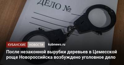 После незаконной вырубки деревьев в Цемесской роще Новороссийска возбуждено уголовное дело - kubnews.ru - Краснодарский край - Краснодар - Новороссийск