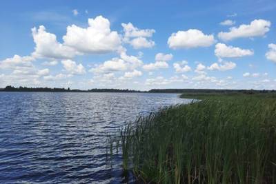 Под Калугой уникальное водохранилище взяли под особую охрану - lenta.ru - Саратовская обл. - Калужская обл. - Экология