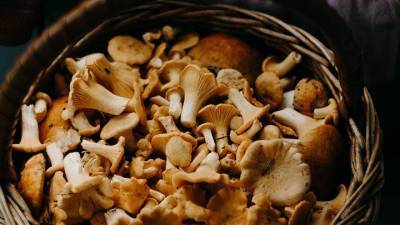Ученые рассказали, как грибы влияют на риск депрессии и продолжительность жизни - vm.ru - шт.Пенсильвания