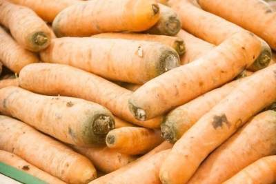 Что нужно посадить рядом с морковью, чтобы получить отличный урожай - skuke.net