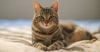Ученые рассказали, как долго можно оставлять кошек одних - focus.ua - Украина