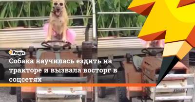 Собака научилась ездить на тракторе и вызвала восторг в соцсетях - ridus.ru - Австралия