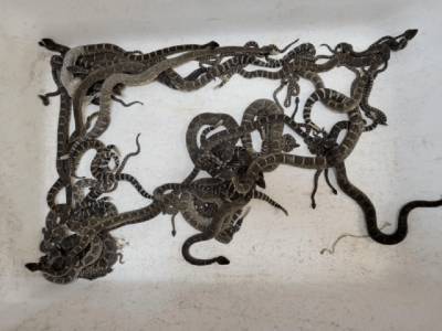 В США жилой дом оккупировали смертоносные змеи (ФОТО) - enovosty.com - США - шт. Калифорния