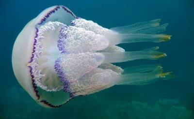 Они живут в Черном море и опасны для человека - fokus-vnimaniya.com