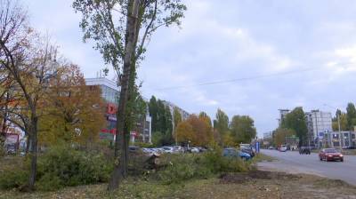 В Воронеже вырубили дерево ради рекламного баннера - vestivrn.ru - Воронеж - Экология