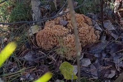 Редкий гриб «баранья голова» вырос в ласах Новосибирска после завершения грибного сезона - novos.mk.ru - Новосибирск