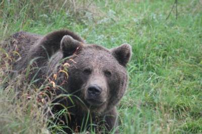 Медведя заметили местные жители в черте Красноярска - kras.mk.ru - Красноярск