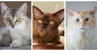 Пушистые бриллианты: 10 самых редких пород кошек в мире - focus.ua - Украина - Турция - Франция - Анкара