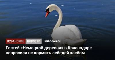 Гостей «Немецкой деревни» в Краснодаре попросили не кормить лебедей хлебом - kubnews.ru - Краснодар - Германия