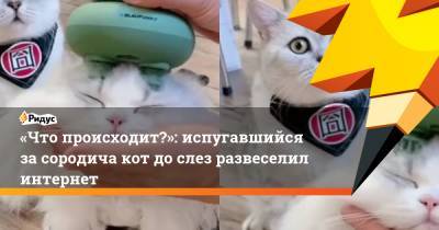 «Что происходит?»: испугавшийся засородича кот дослез развеселил интернет - ridus.ru