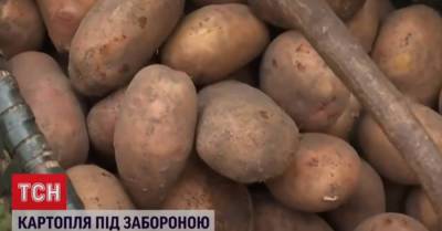 На Волыни у картофеля обнаружили рак. Что будет с урожаем - kp.ua - Украина - Белоруссия