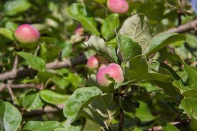 Как спасти яблоню при появлении плесени: секреты опытных огородников - skuke.net