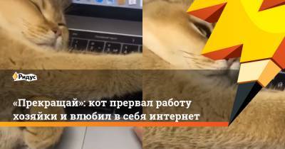 «Прекращай»: кот прервал работу хозяйки ивлюбил всебя интернет - ridus.ru