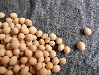 Назван продукт снижающий риск смерти от всех причин - privet-rostov.ru - Иран - Канада