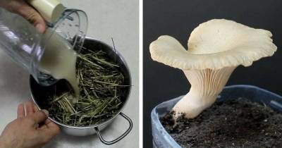 Бутылка + солома + любой гриб: самый простой и эффективный способ выращивание грибов - skuke.net