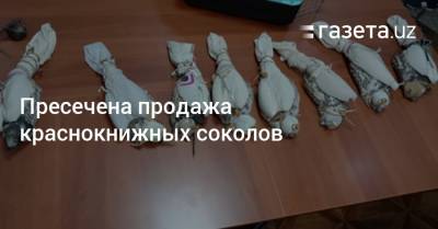 Пресечена продажа краснокнижных соколов - gazeta.uz - Узбекистан - Камаз