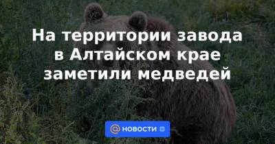 На территории завода в Алтайском крае заметили медведей - news.mail.ru - Алтайский край - респ. Алтай - Заринск