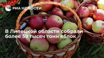 Игорь Артамонов - В Липецкой области собрали более 59 тысяч тонн яблок - smartmoney.one - Россия - Липецкая обл.