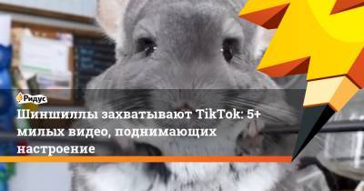 Шиншиллы захватывают TikTok: 5+ милых видео, поднимающих настроение - ridus.ru