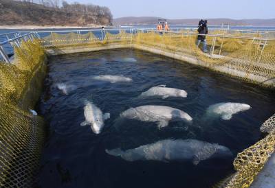 Госдума наложила запрет на варварский вылов дельцами морских... - politnavigator.net - Россия - Китай - Экология